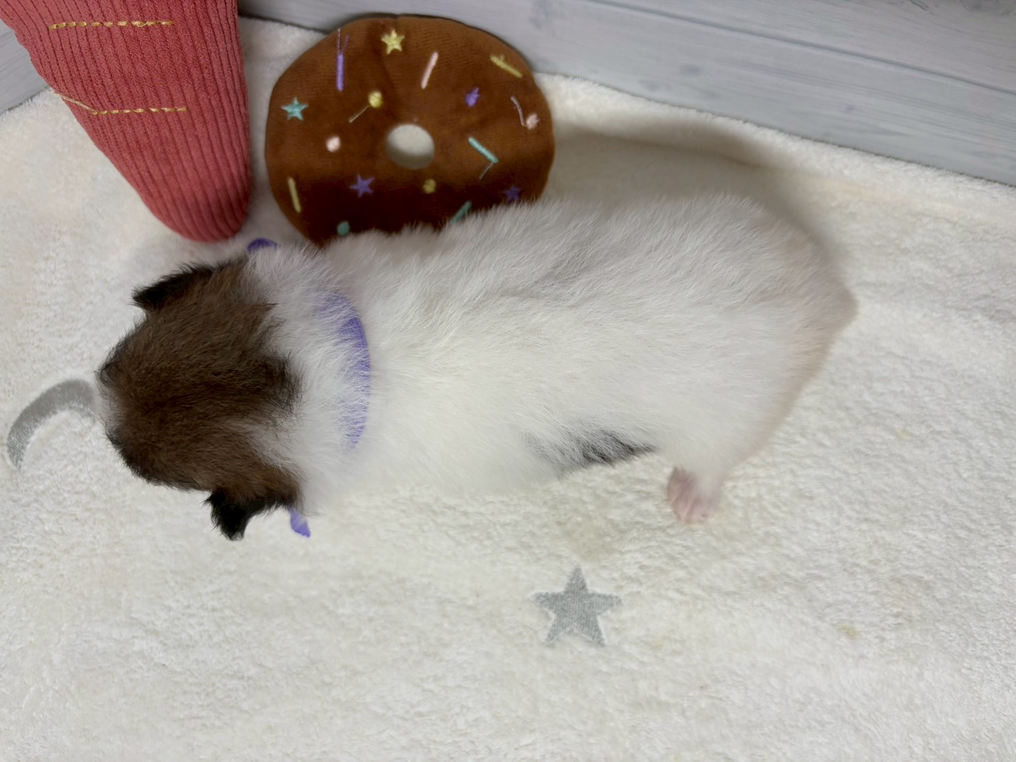 赤ちゃん写真2-3