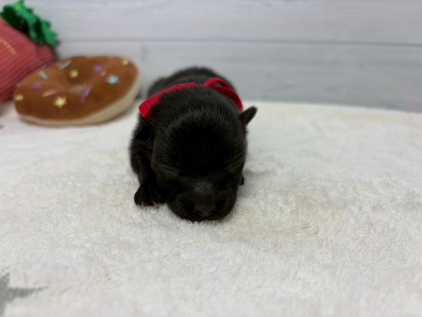 赤ちゃん写真1-1