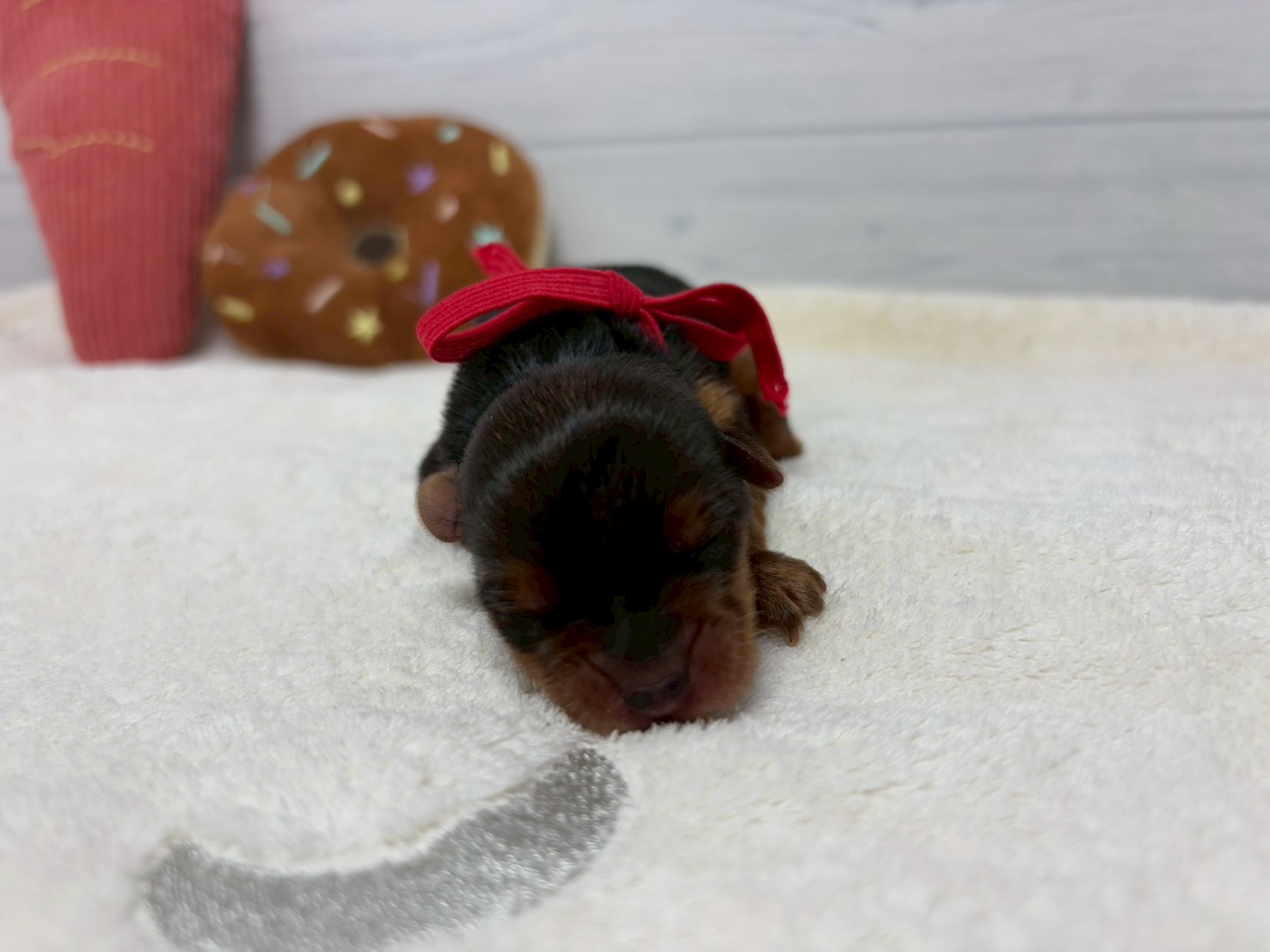赤ちゃん写真1-1
