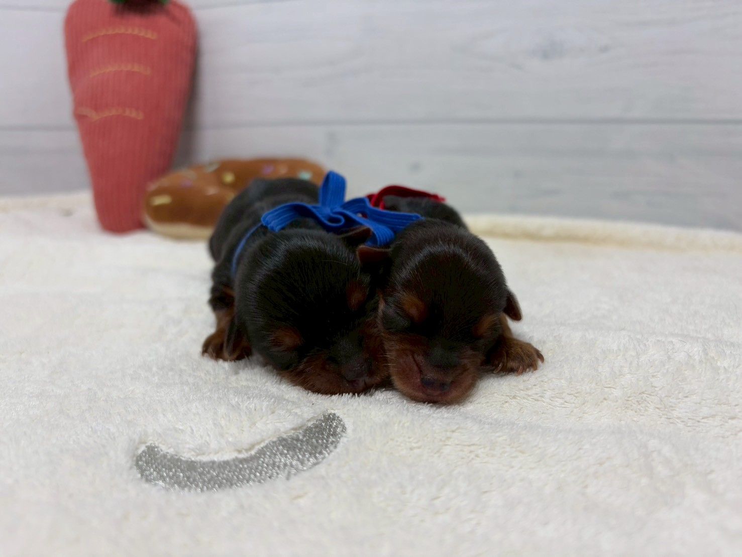 赤ちゃん写真1-3