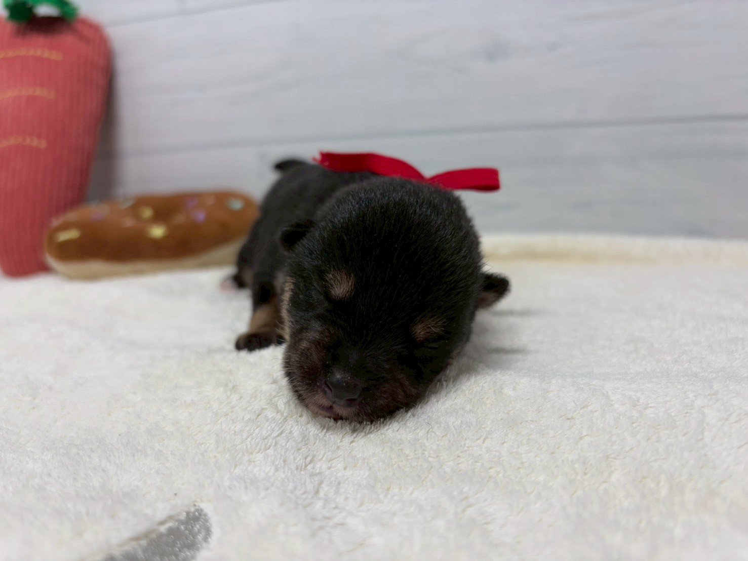 赤ちゃん写真1-1