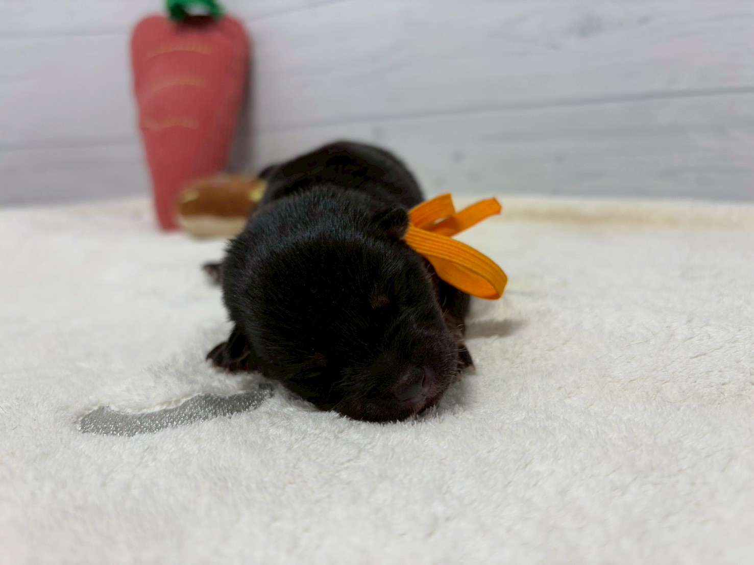 赤ちゃん写真1-1