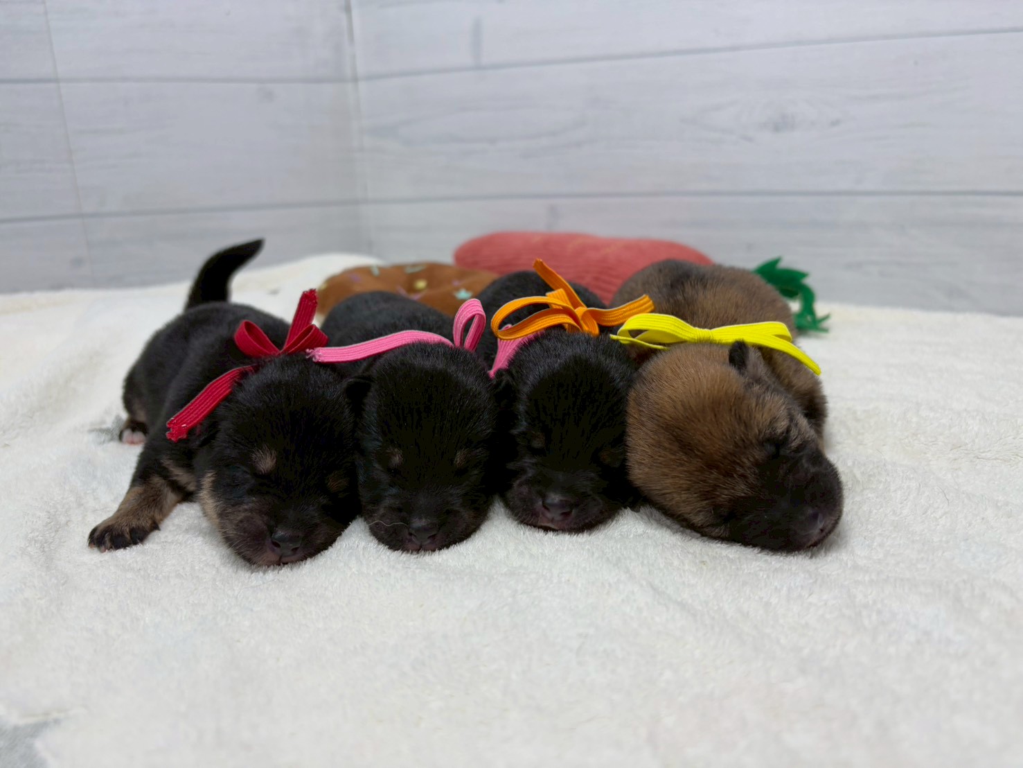 赤ちゃん写真1-3