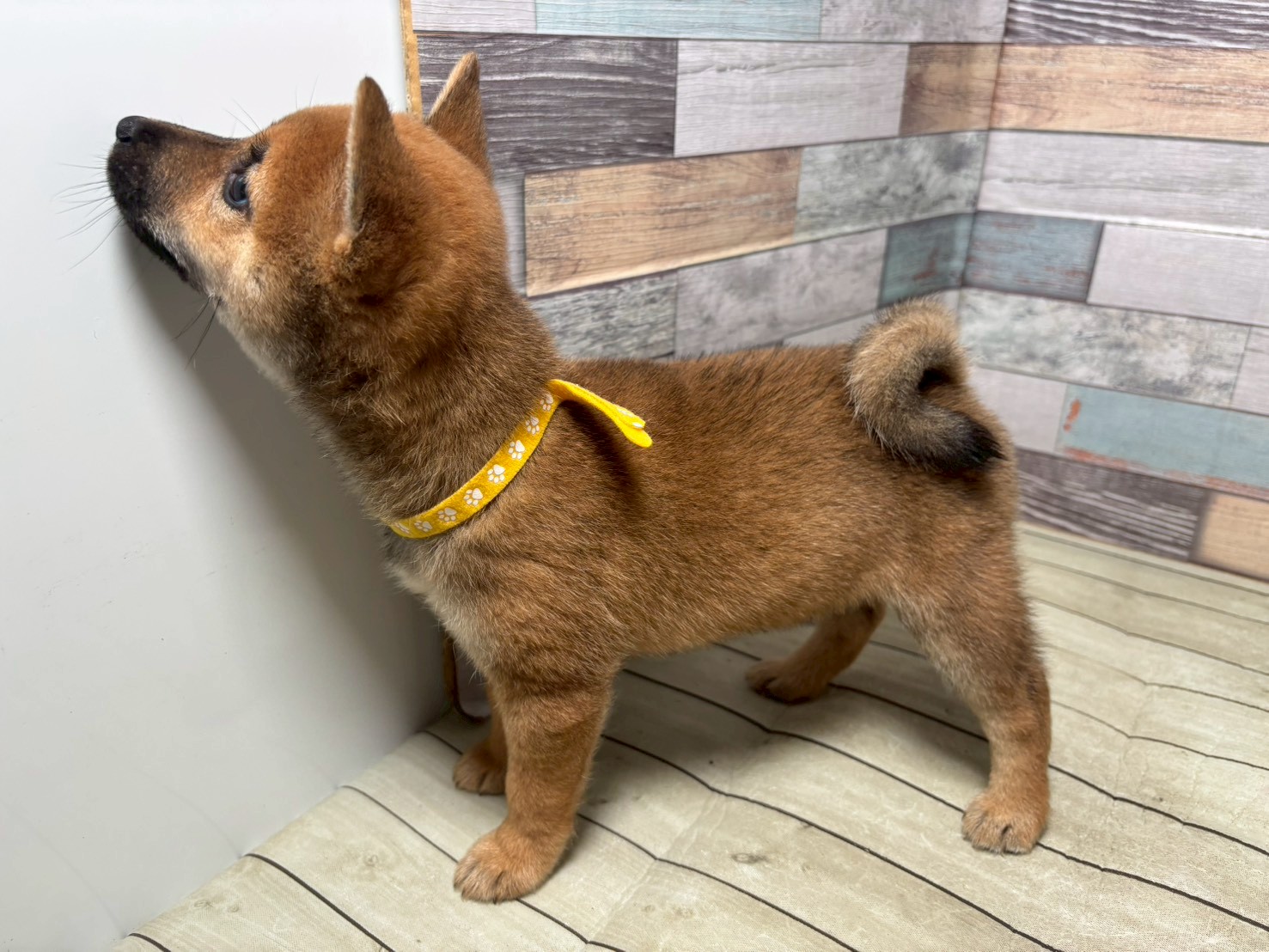赤ちゃん写真3-2