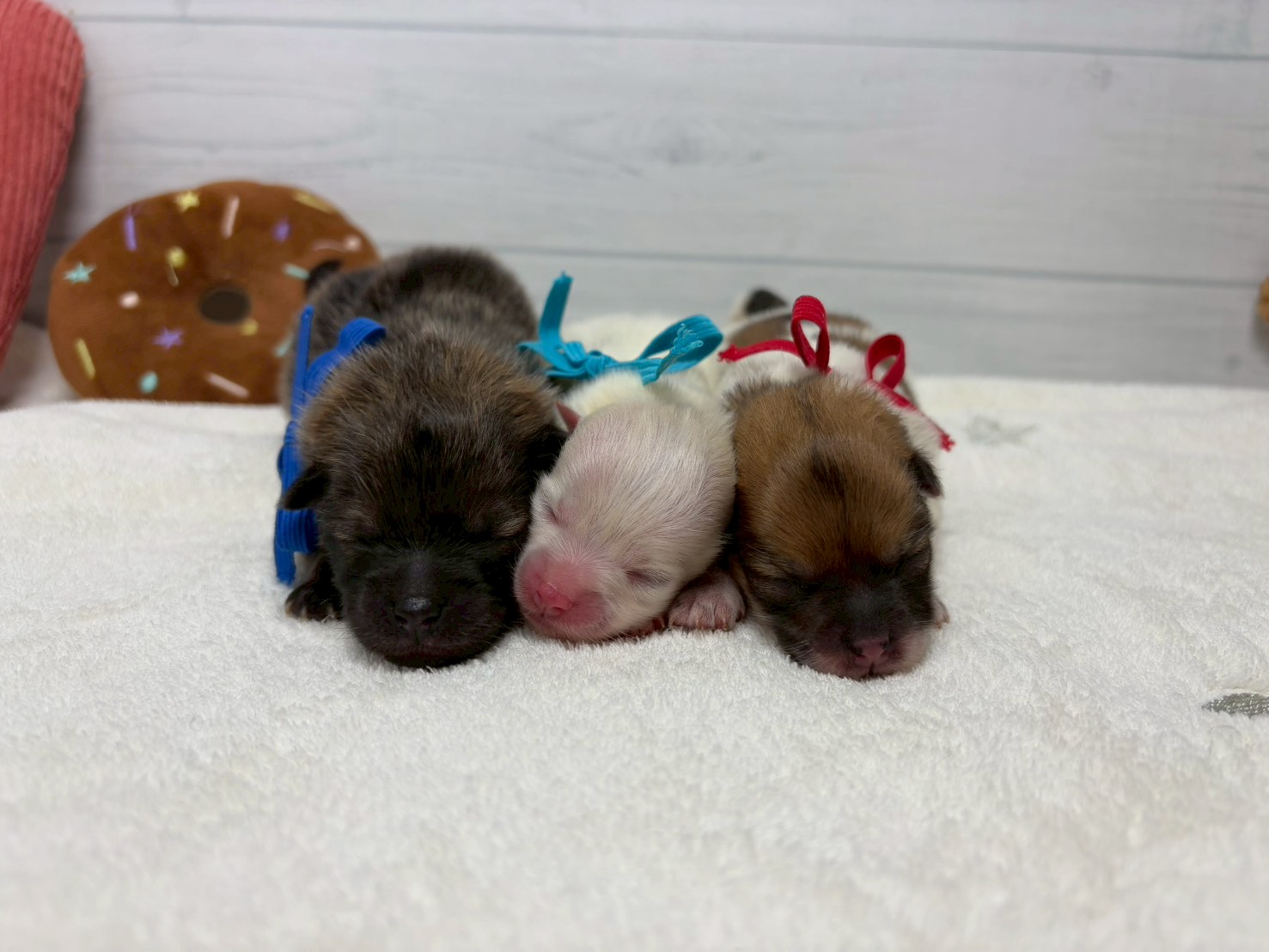 赤ちゃん写真1-3