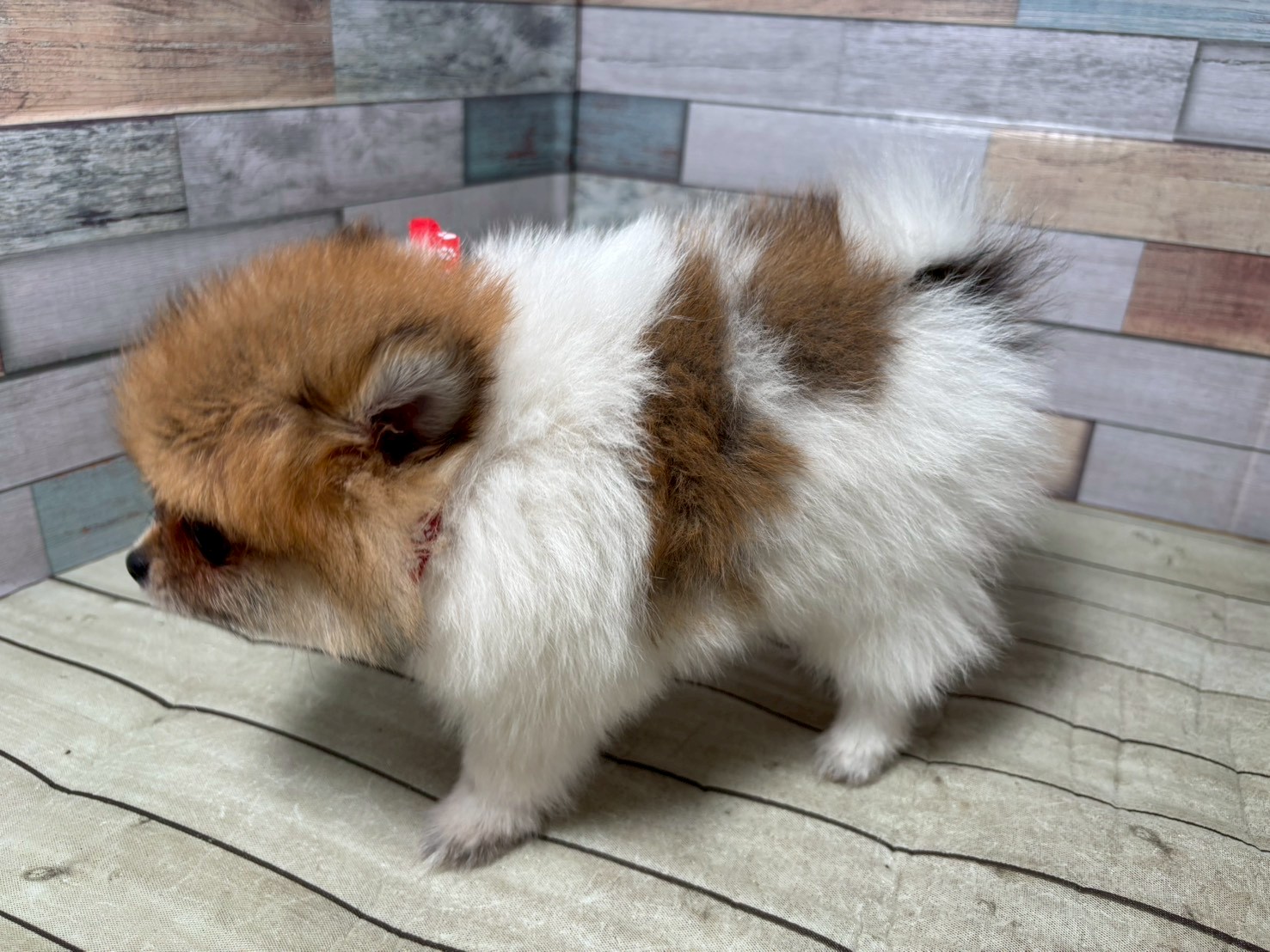赤ちゃん写真3-2