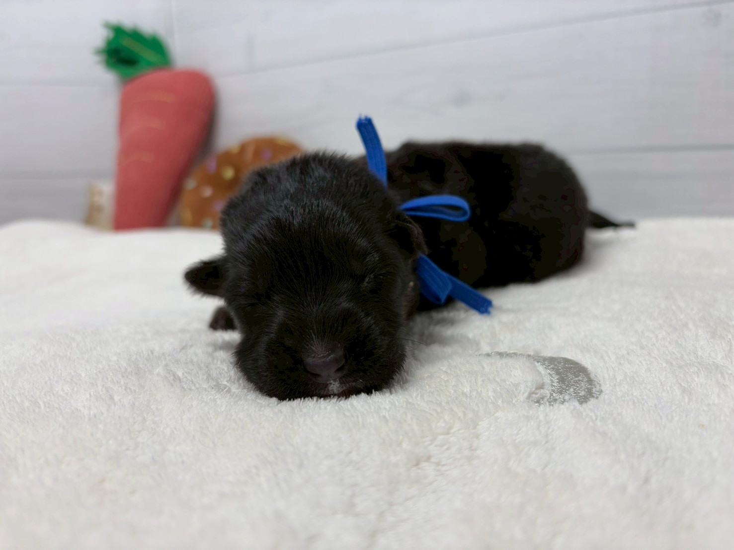 赤ちゃん写真1-1