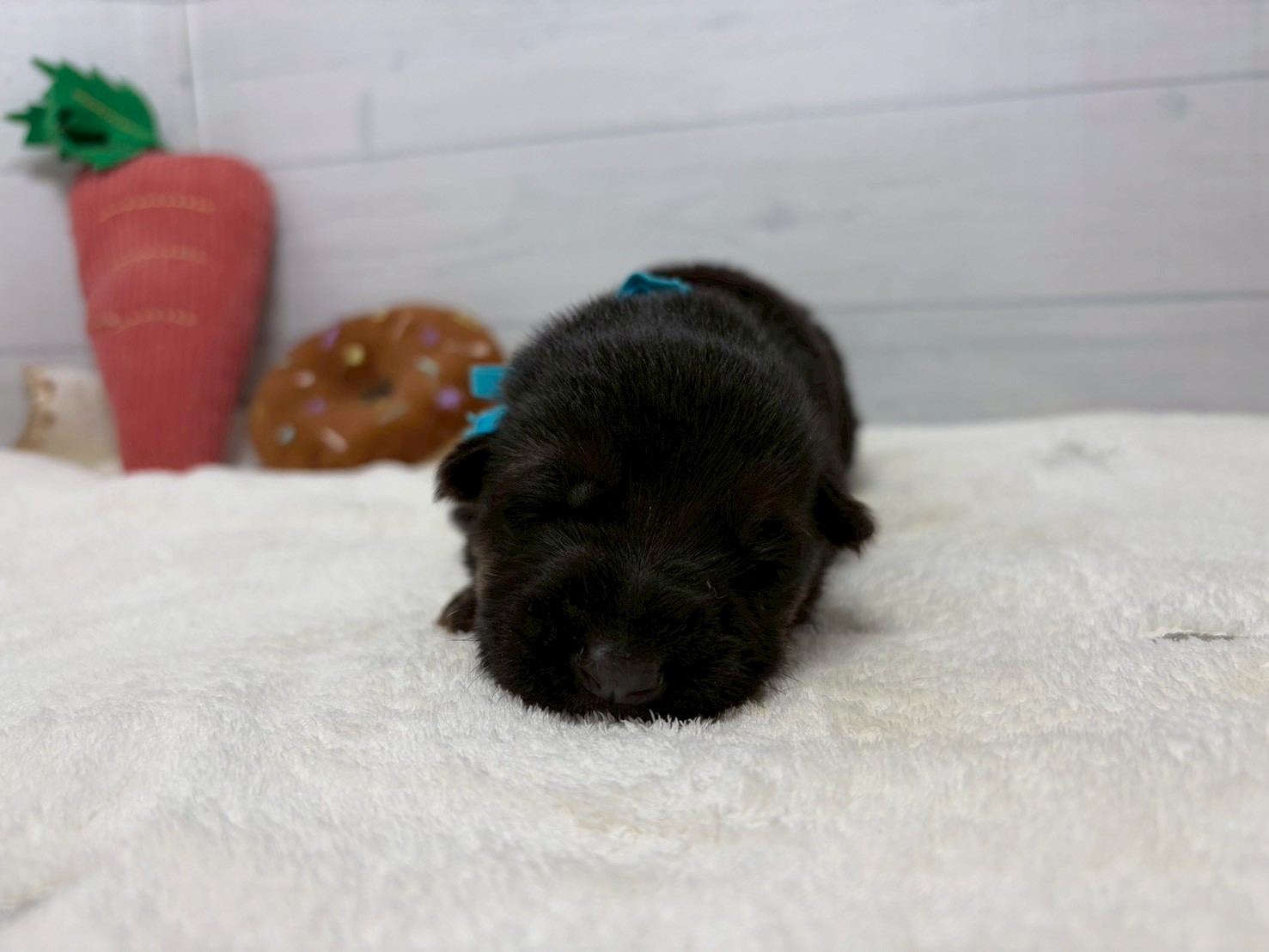 赤ちゃん写真1-1