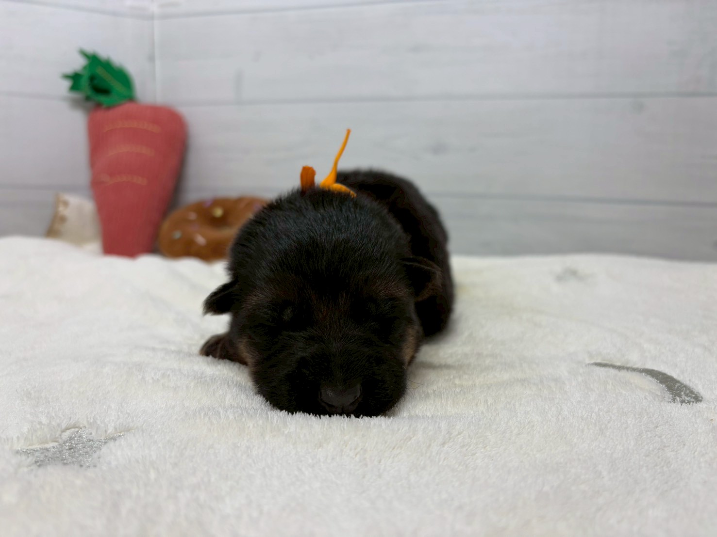 赤ちゃん写真1-1