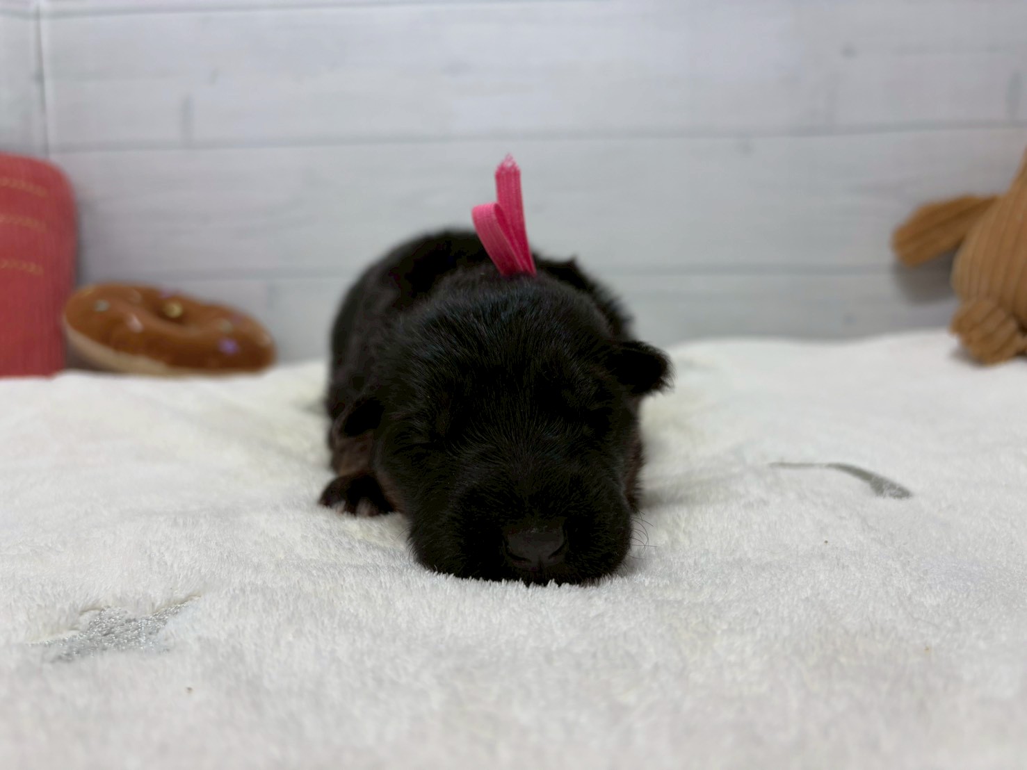 赤ちゃん写真1-1