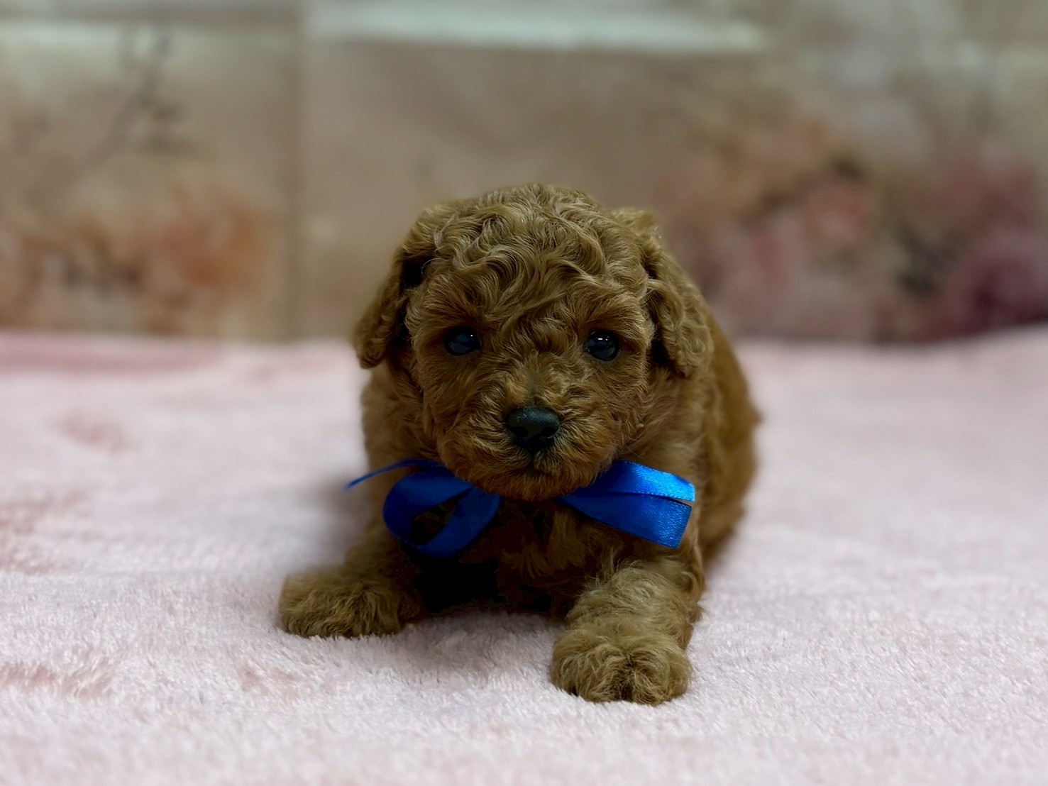 トイ・プードル