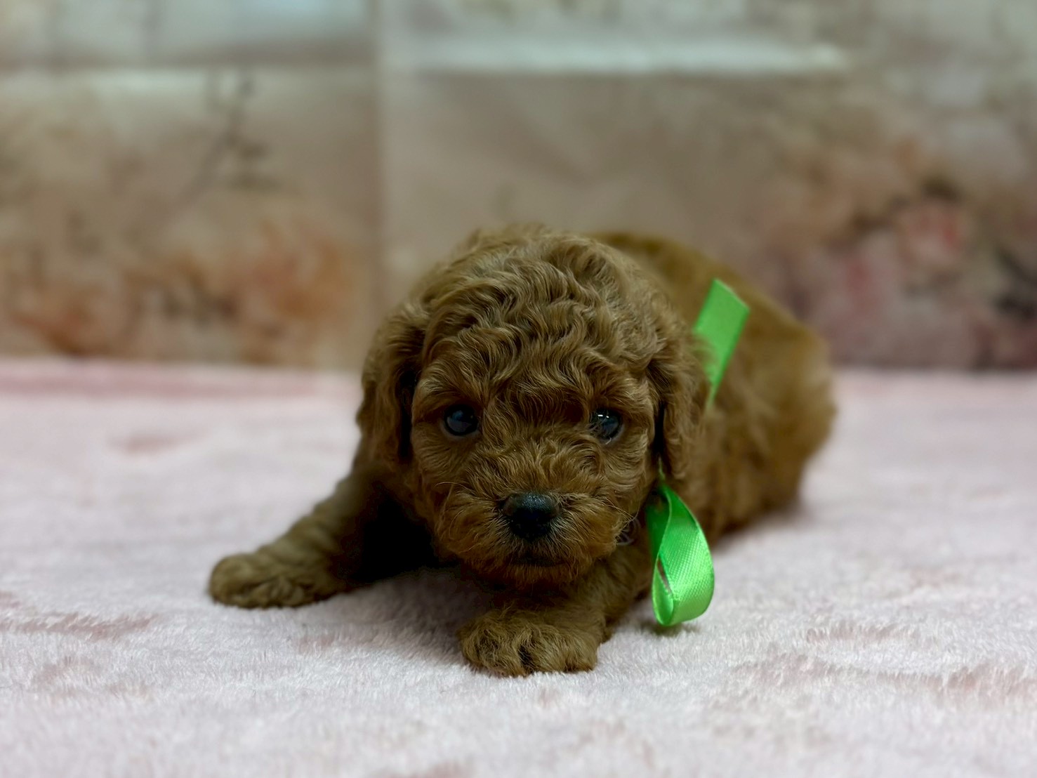 トイ・プードル