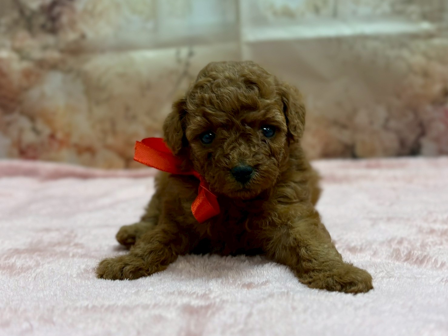 トイ・プードル