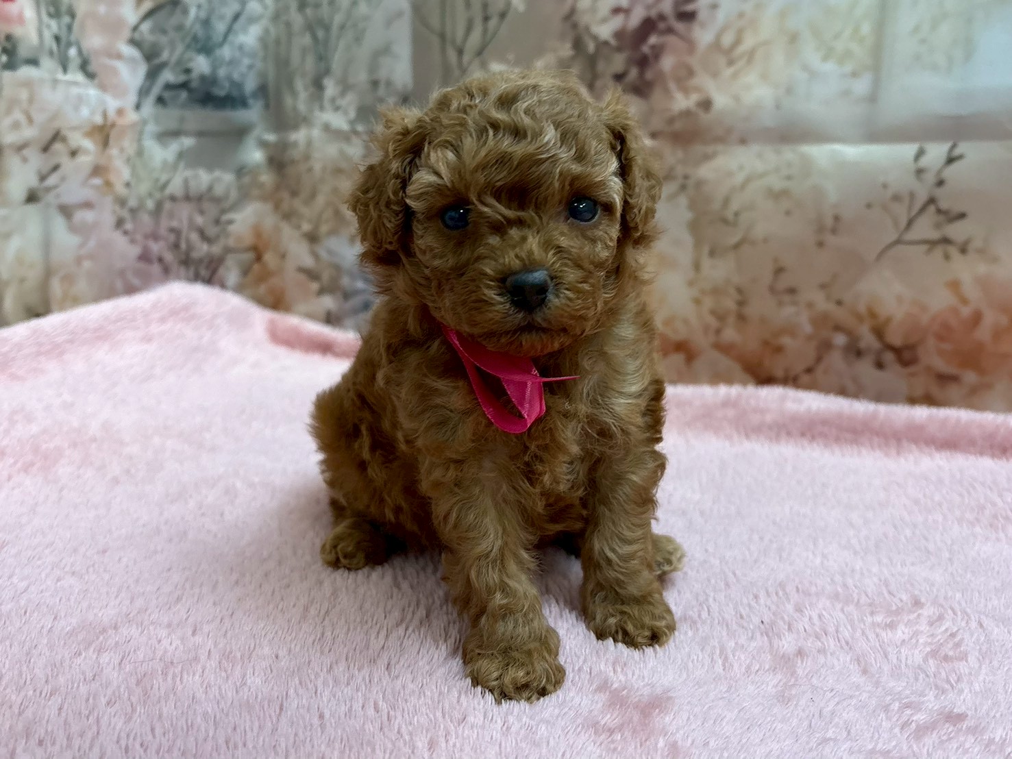 トイ・プードル