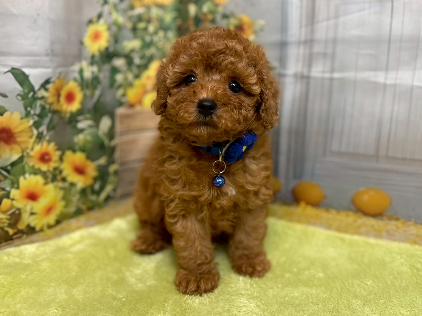 赤ちゃん写真3-1