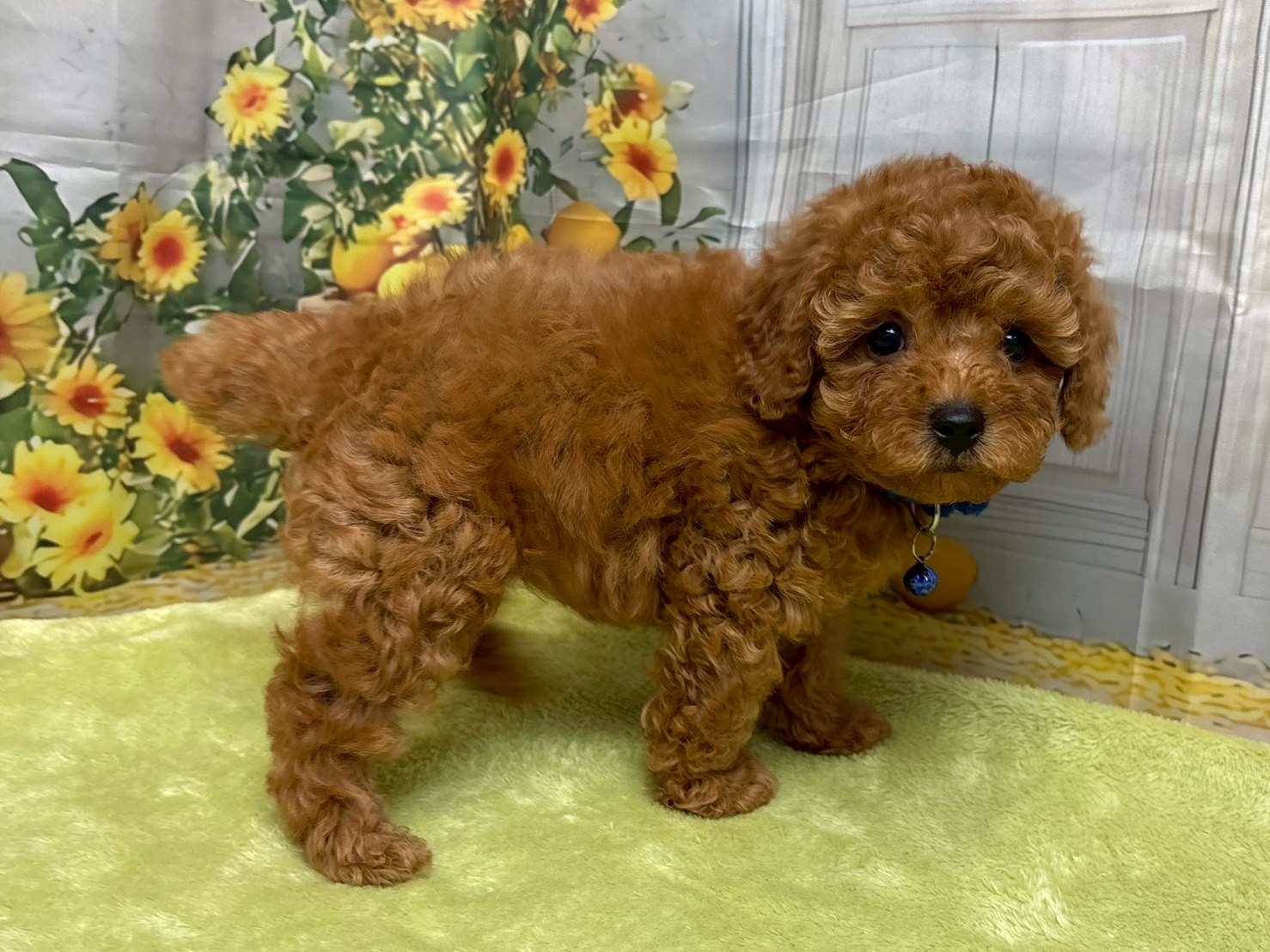 赤ちゃん写真3-2