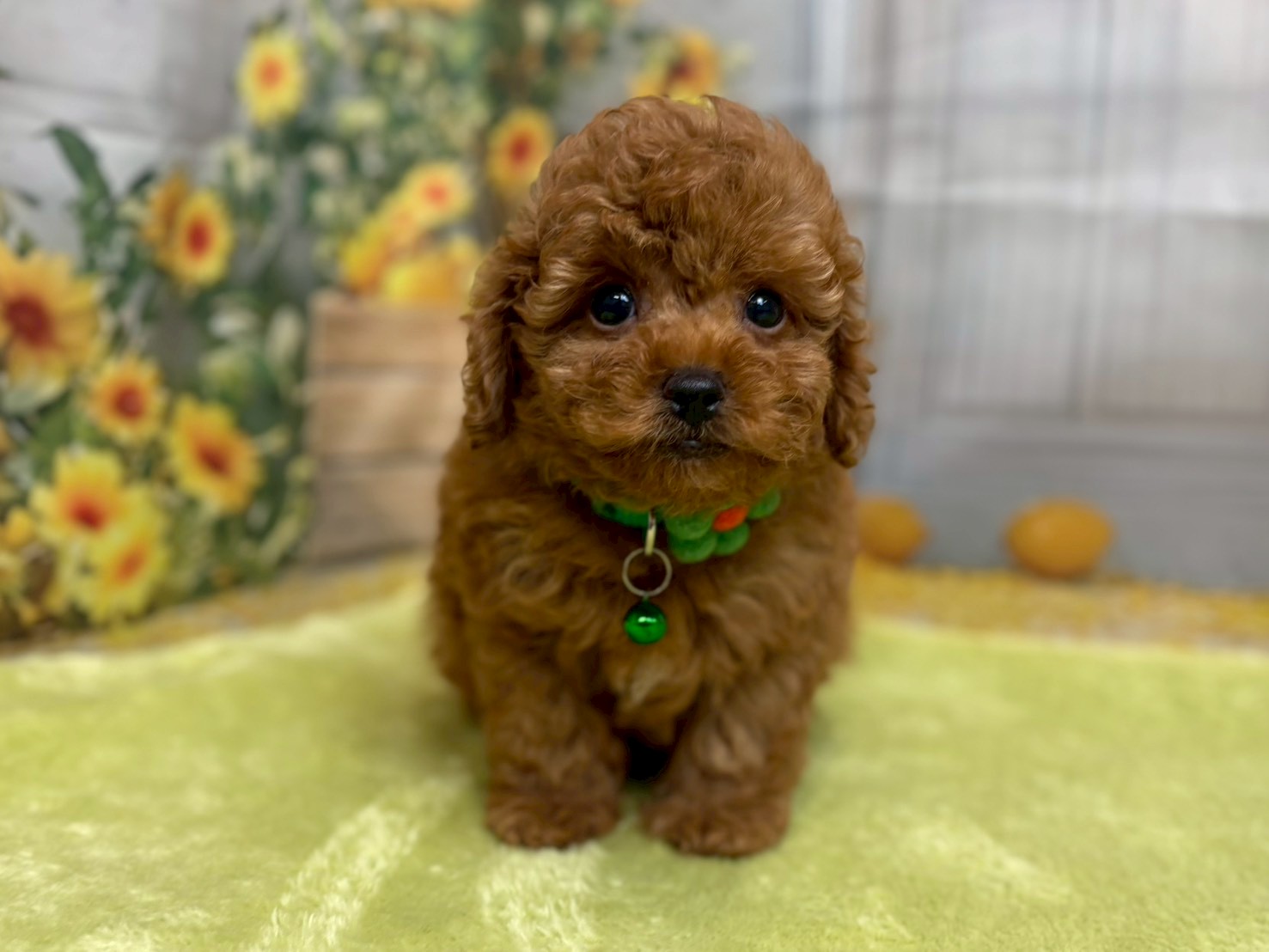 赤ちゃん写真3-1