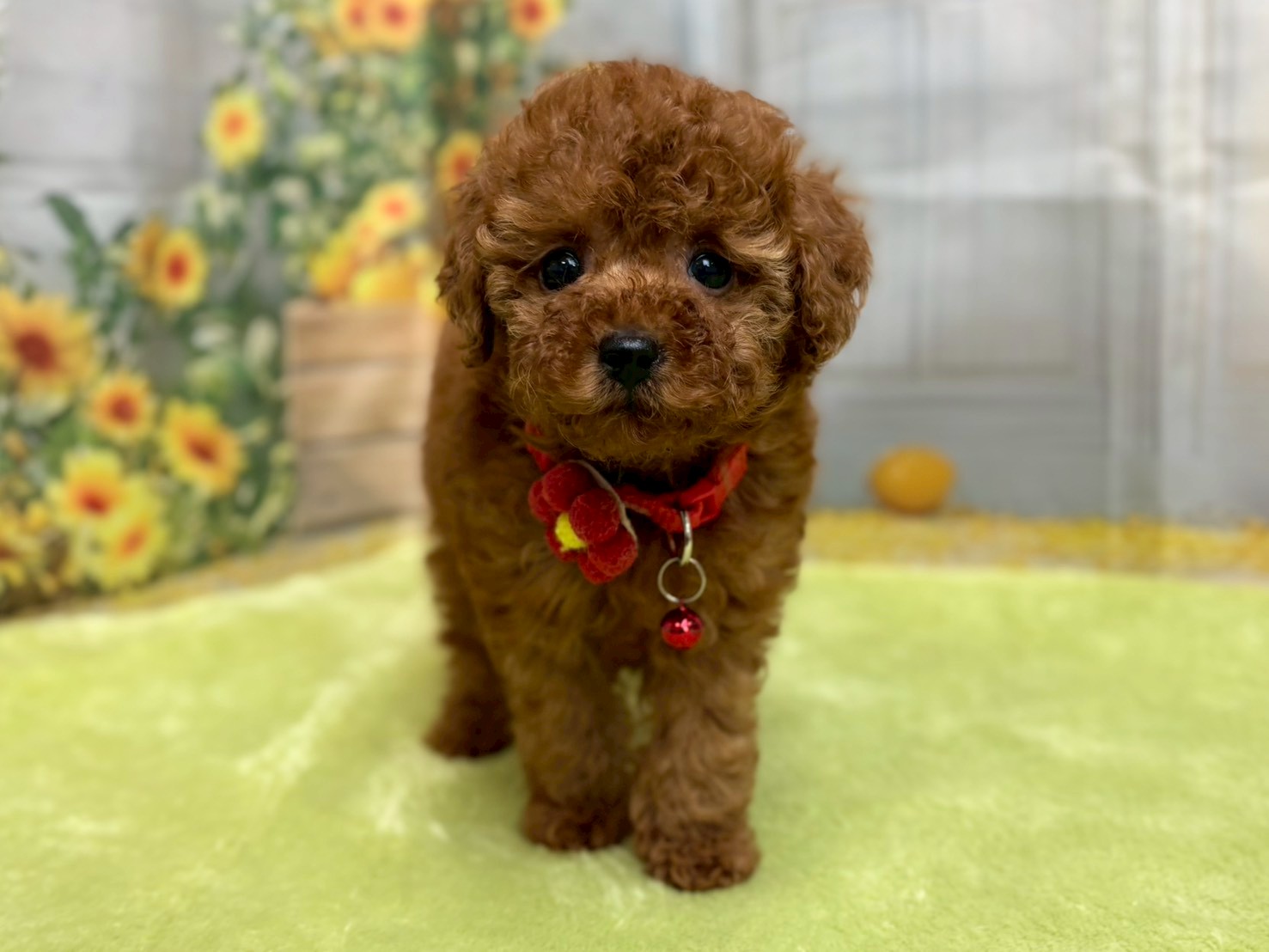 赤ちゃん写真3-1