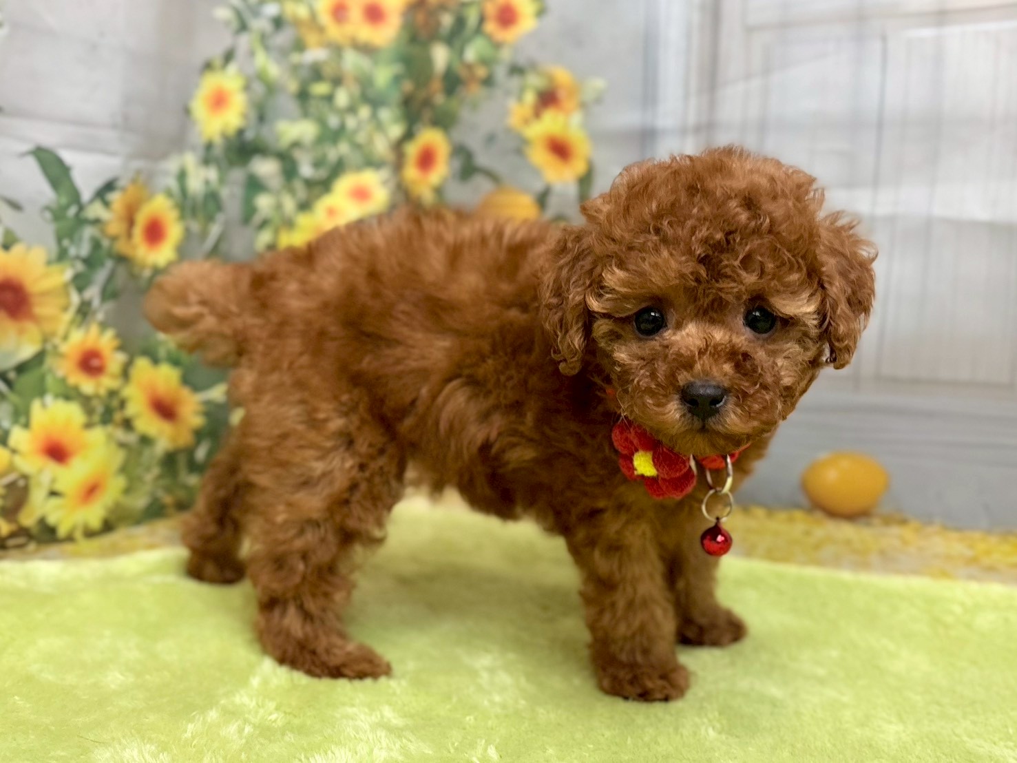 赤ちゃん写真3-2