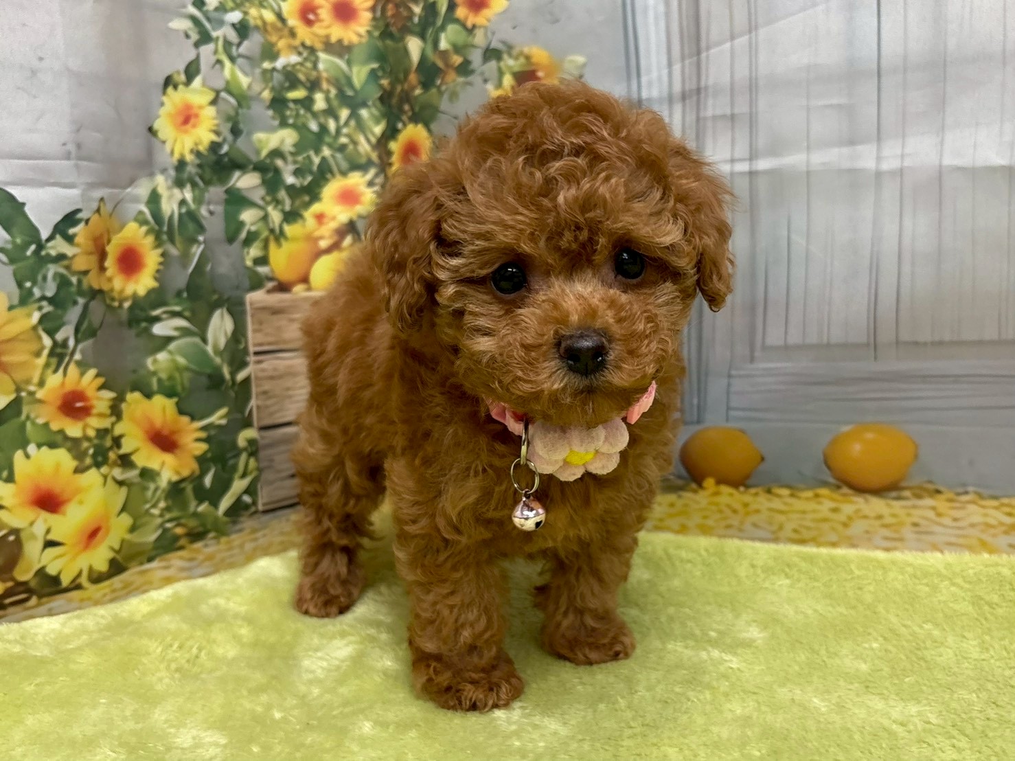 赤ちゃん写真3-1