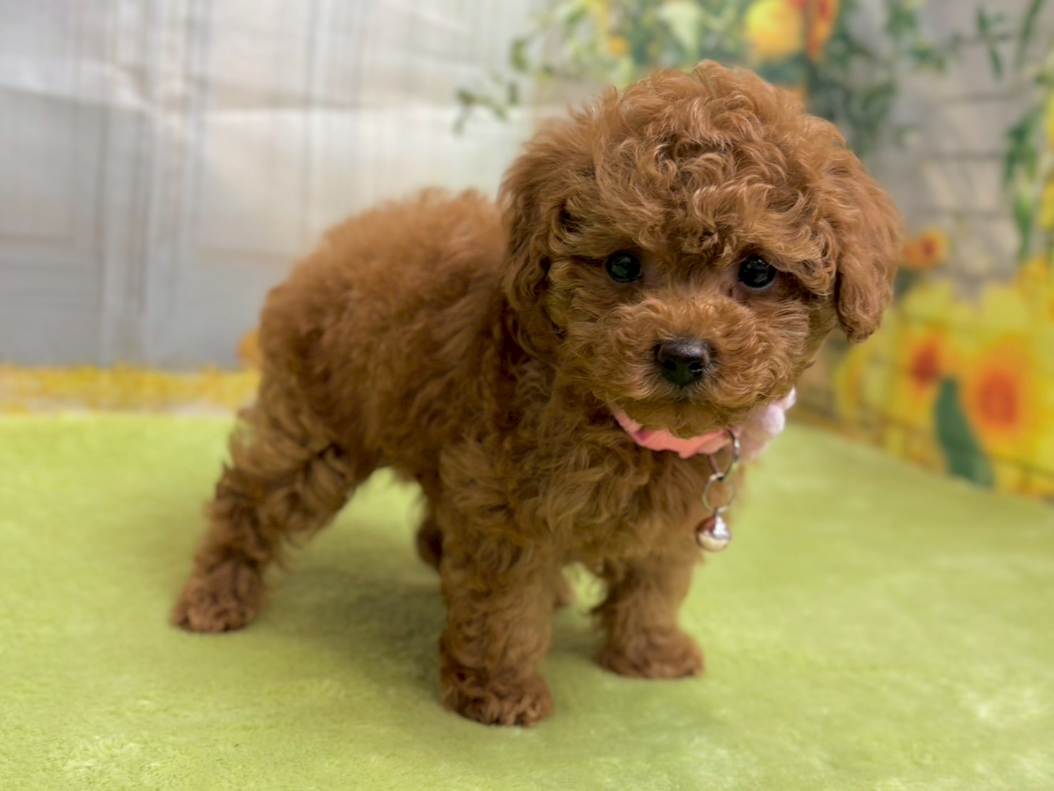 赤ちゃん写真3-2