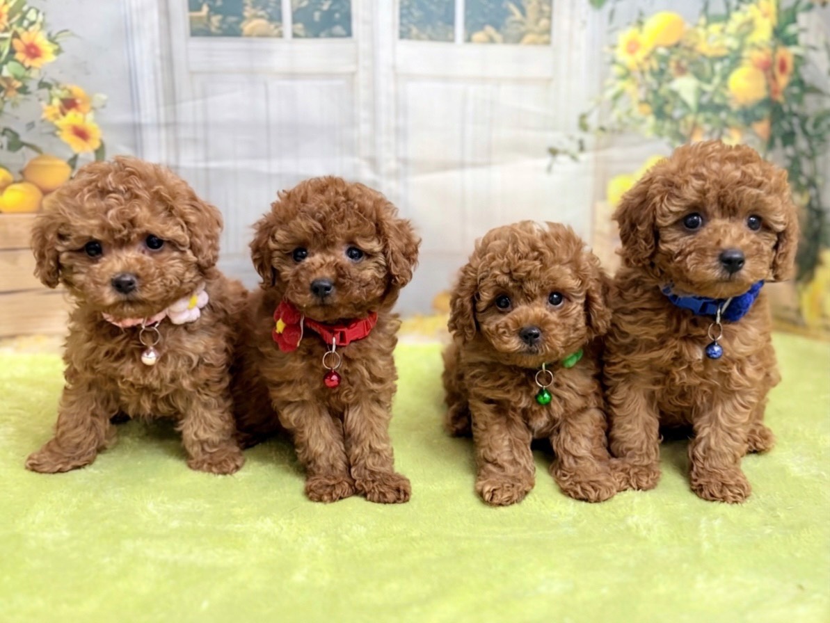 赤ちゃん写真3-3