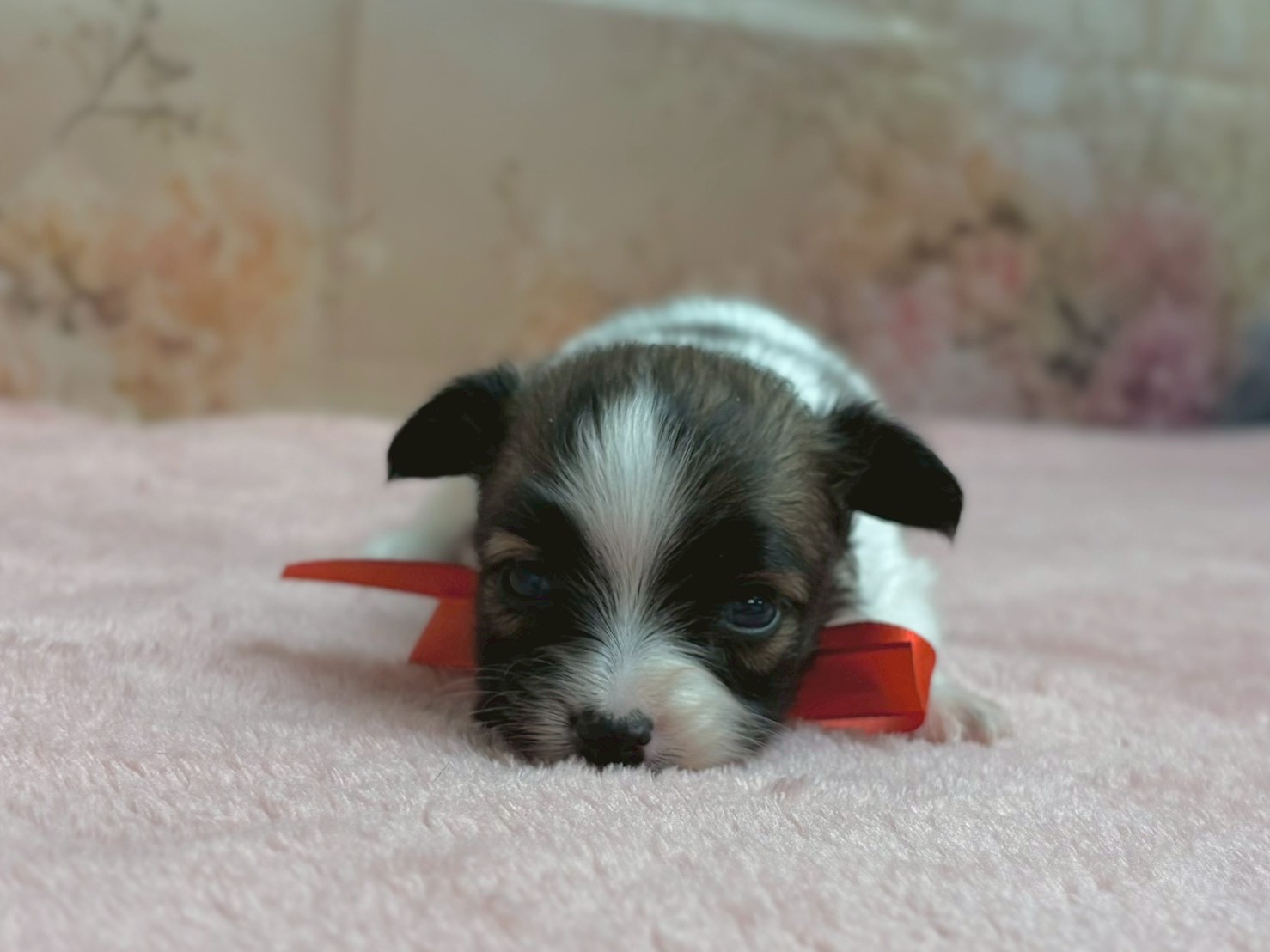 赤ちゃん写真2-2