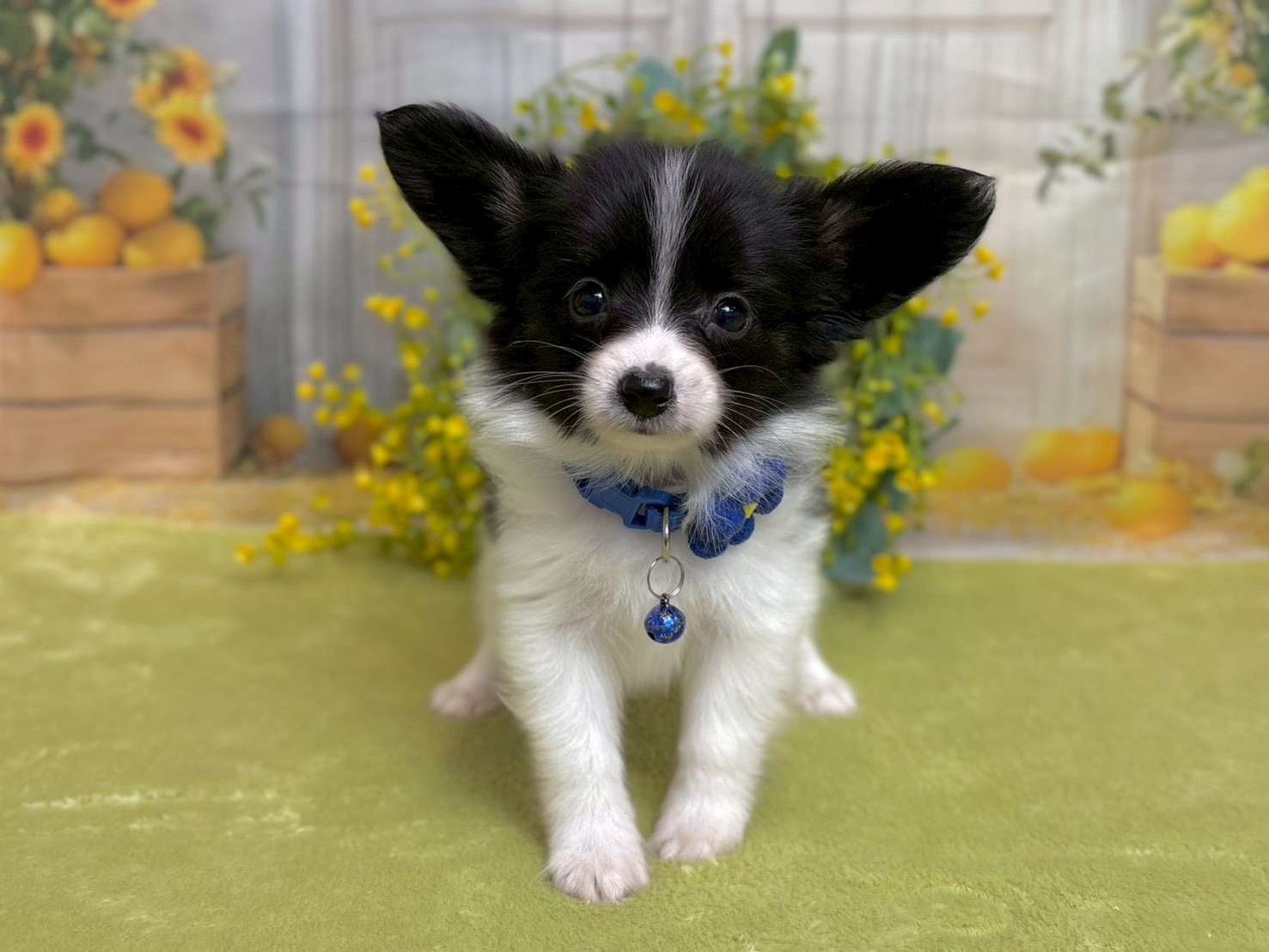 赤ちゃん写真3-1