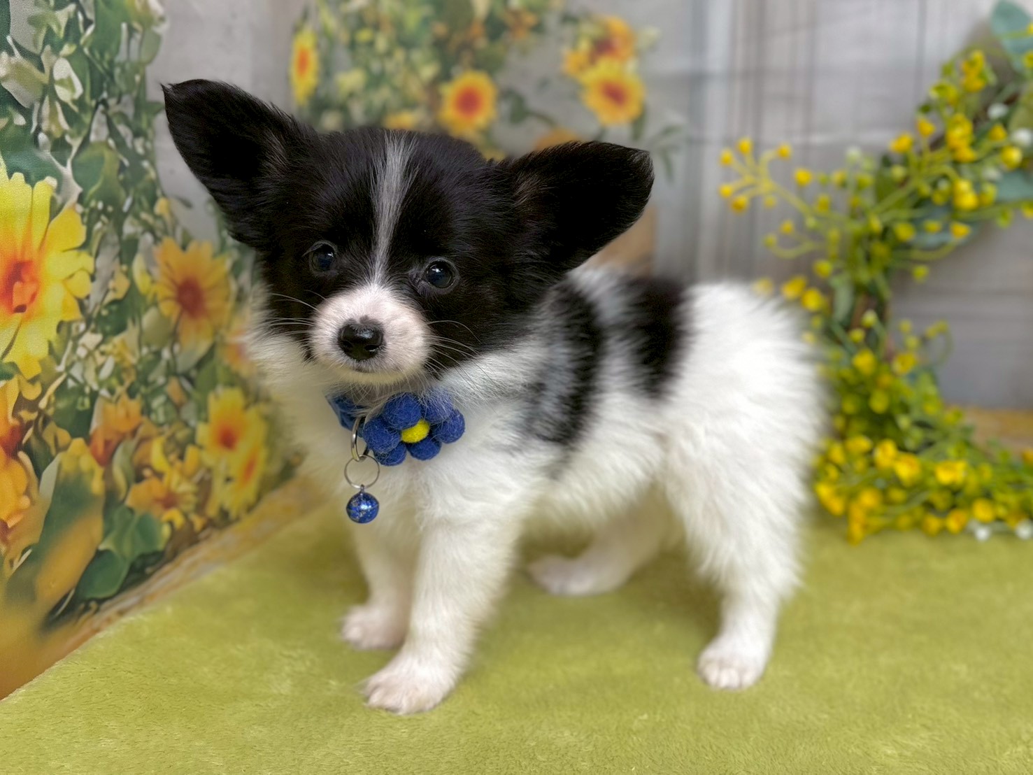 赤ちゃん写真3-2