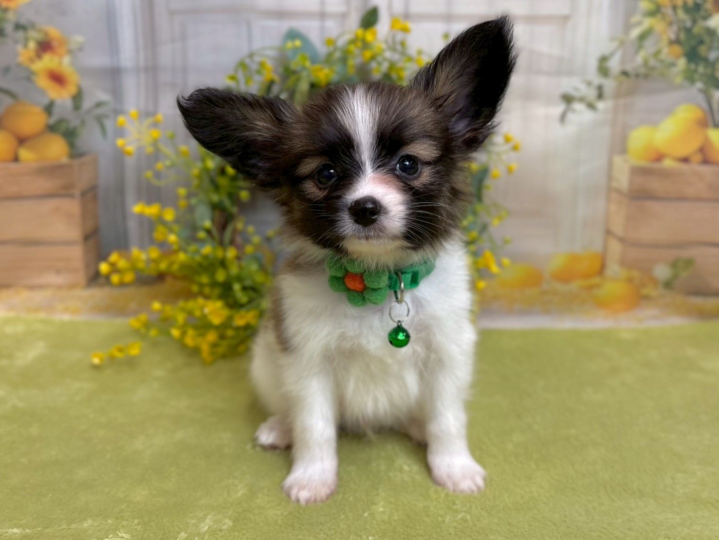 赤ちゃん写真3-1