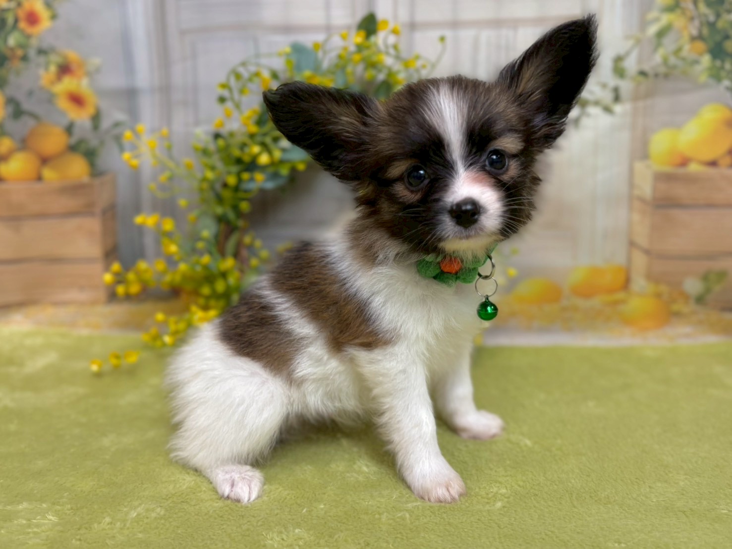 赤ちゃん写真3-2