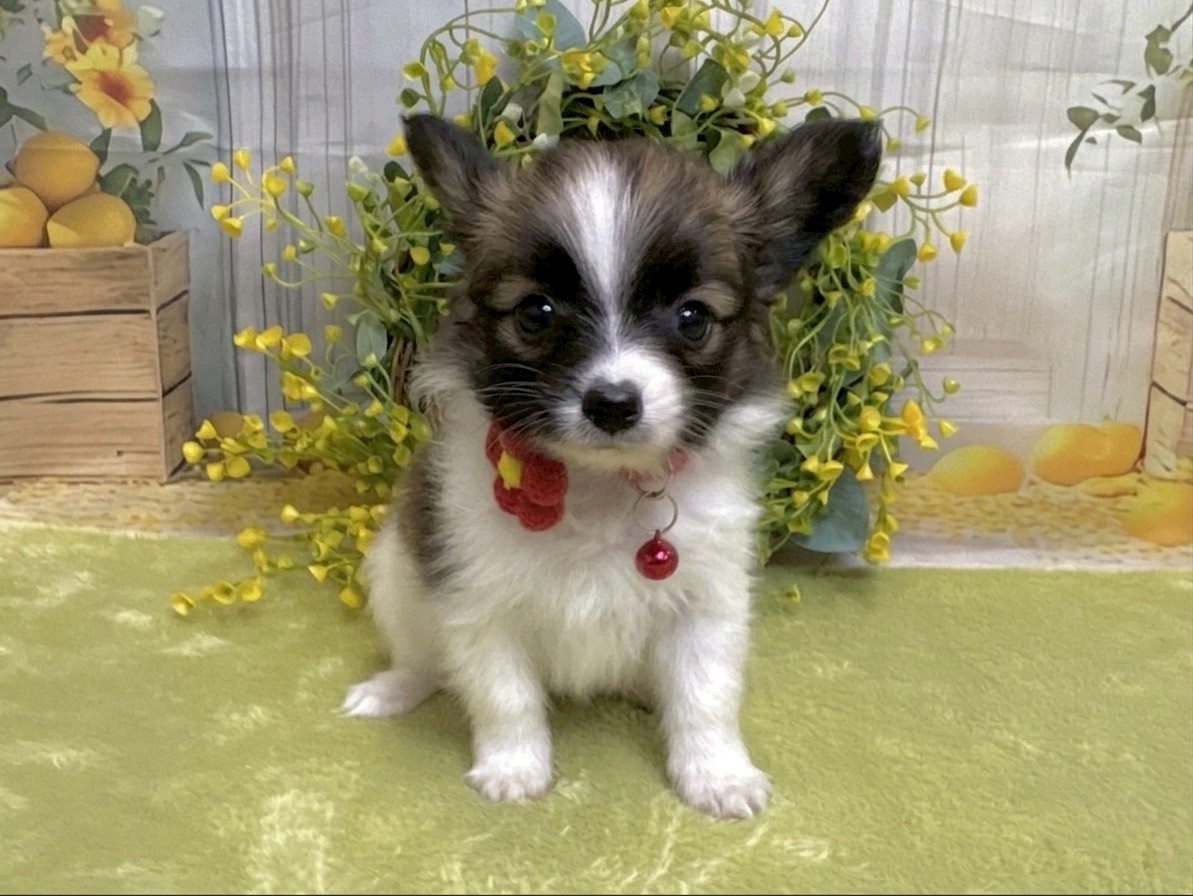 赤ちゃん写真3-1