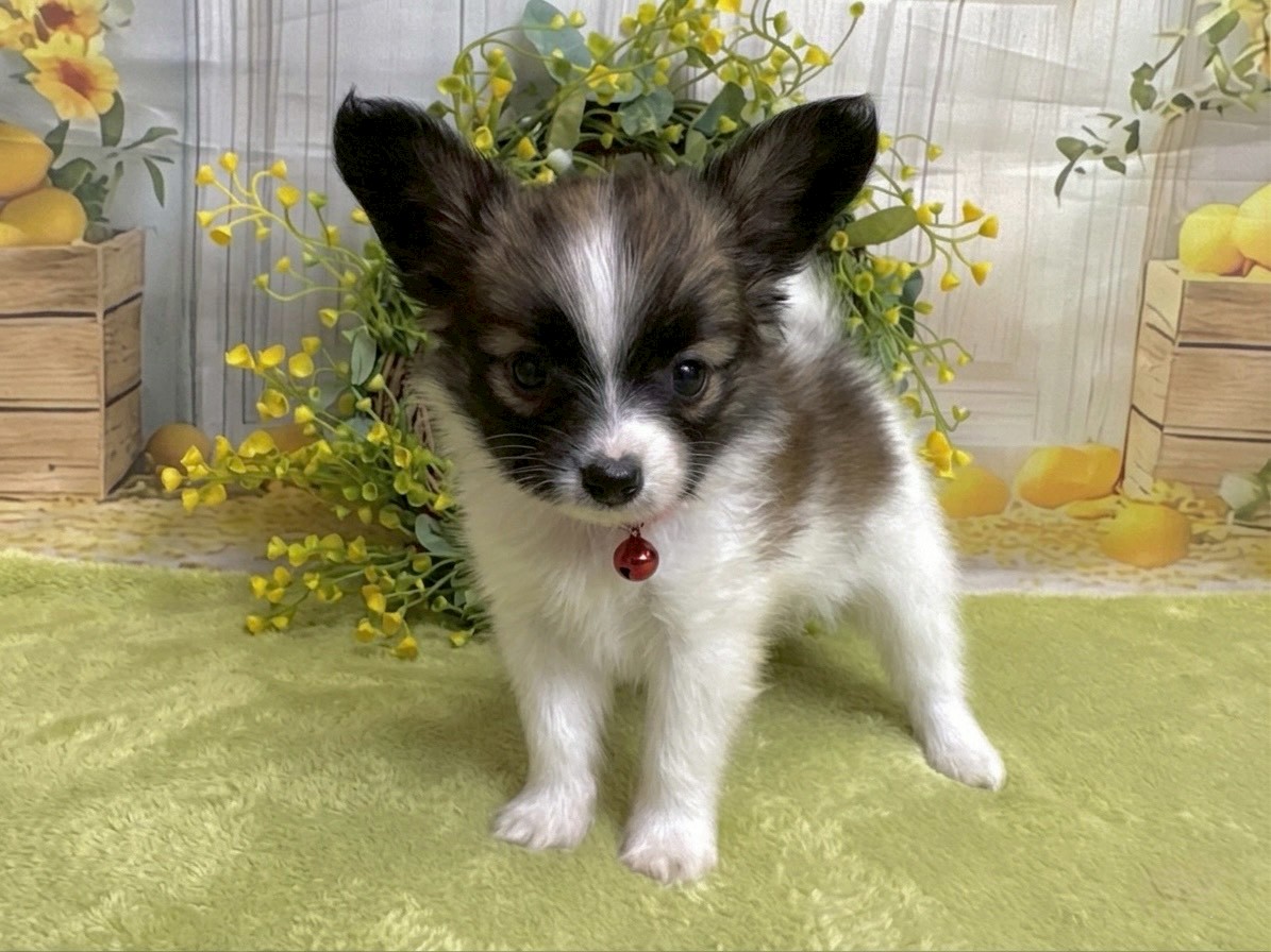 赤ちゃん写真3-2