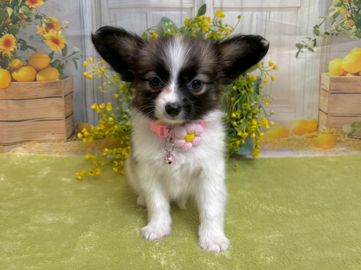 赤ちゃん写真3-1