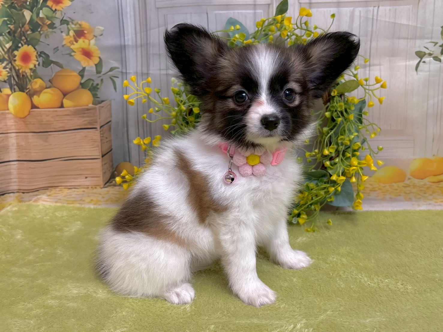 赤ちゃん写真3-2