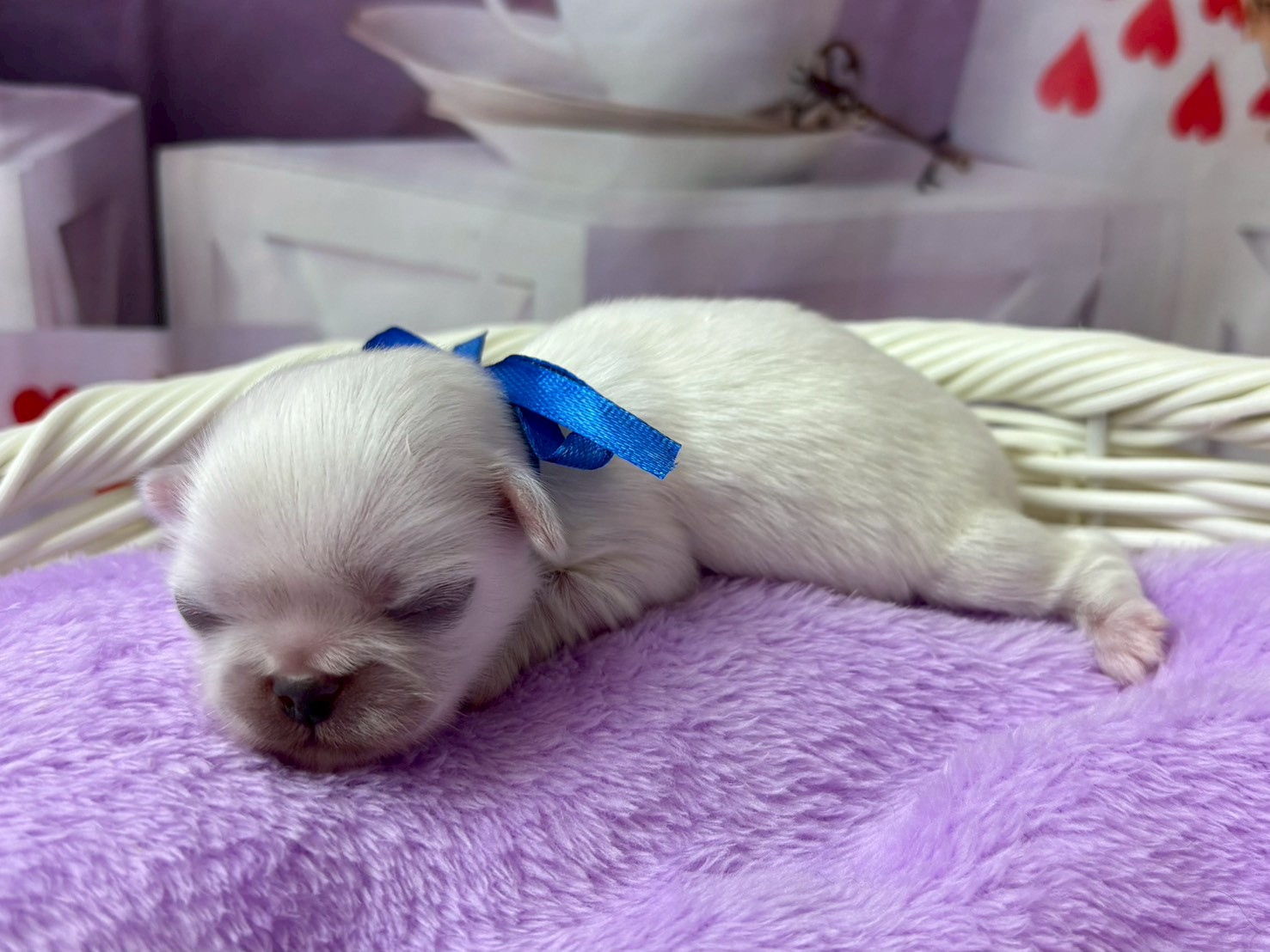 赤ちゃん写真1-2