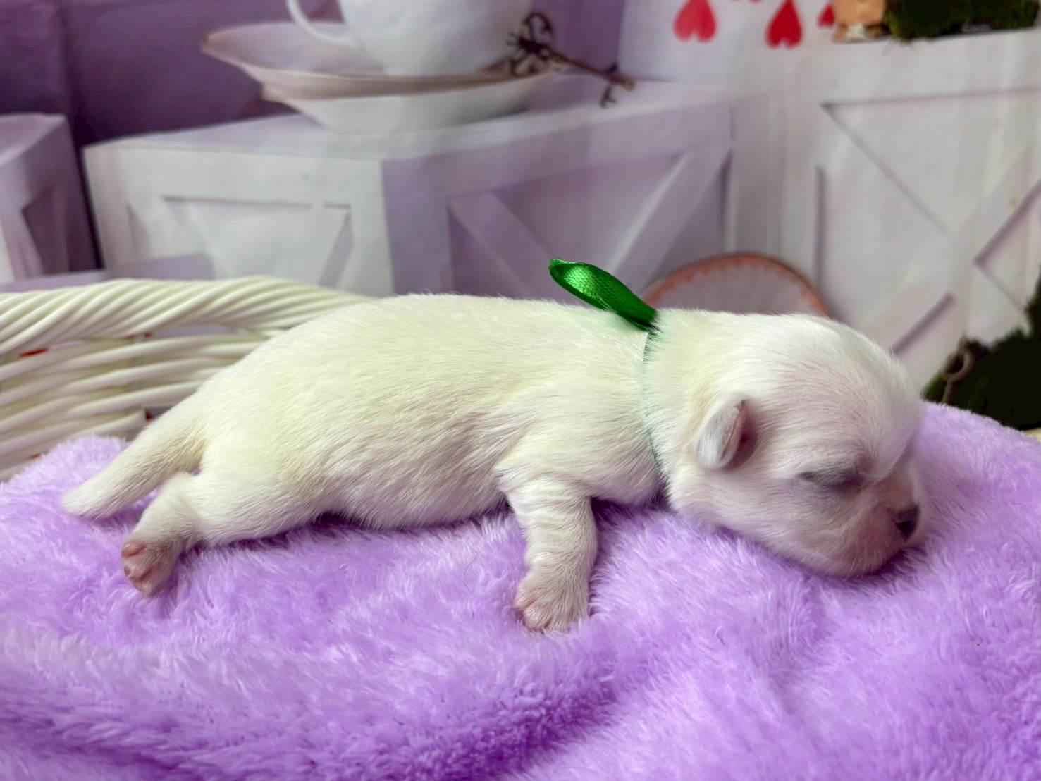 赤ちゃん写真1-2