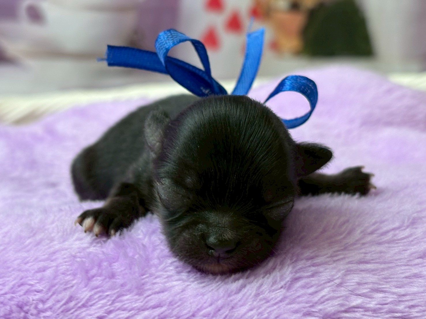 チワワ（ロングコート）