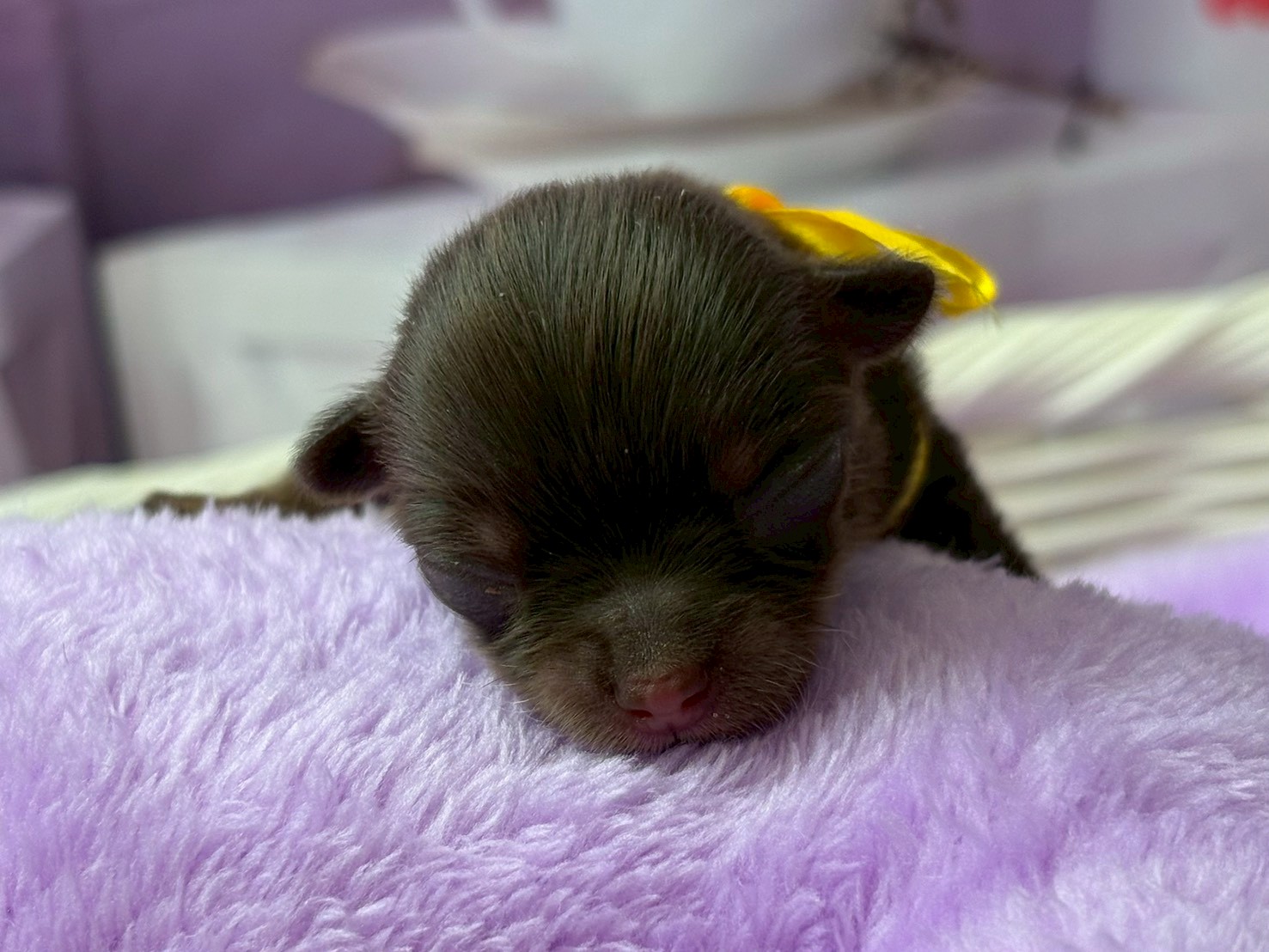 チワワ（ロングコート）