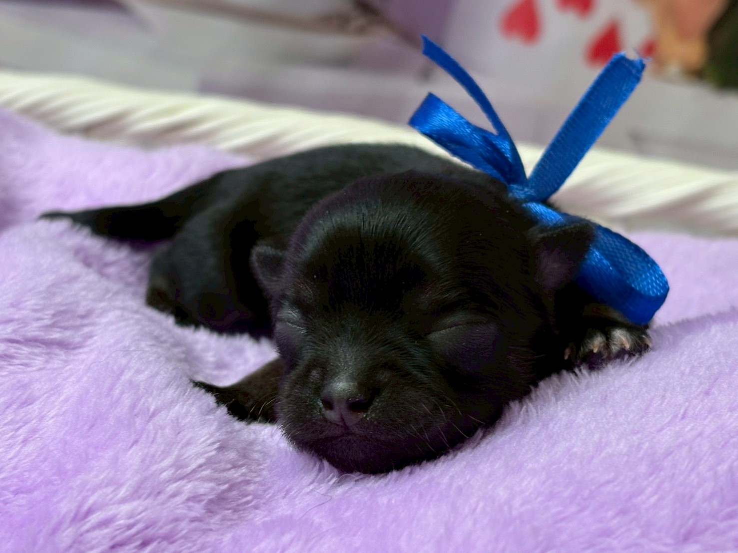 チワワ（ロングコート）