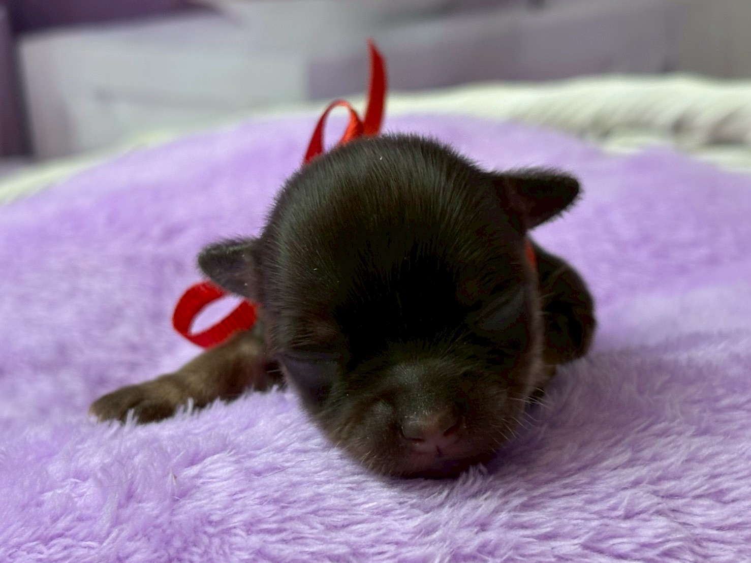 チワワ（ロングコート）