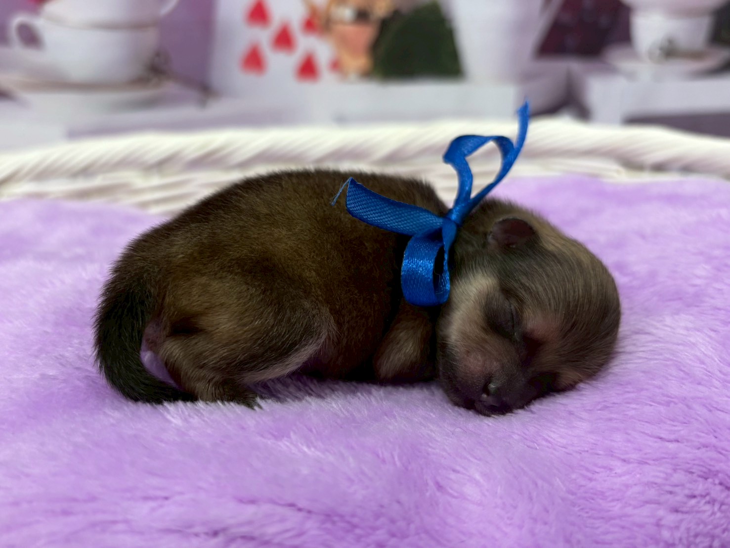 赤ちゃん写真1-2