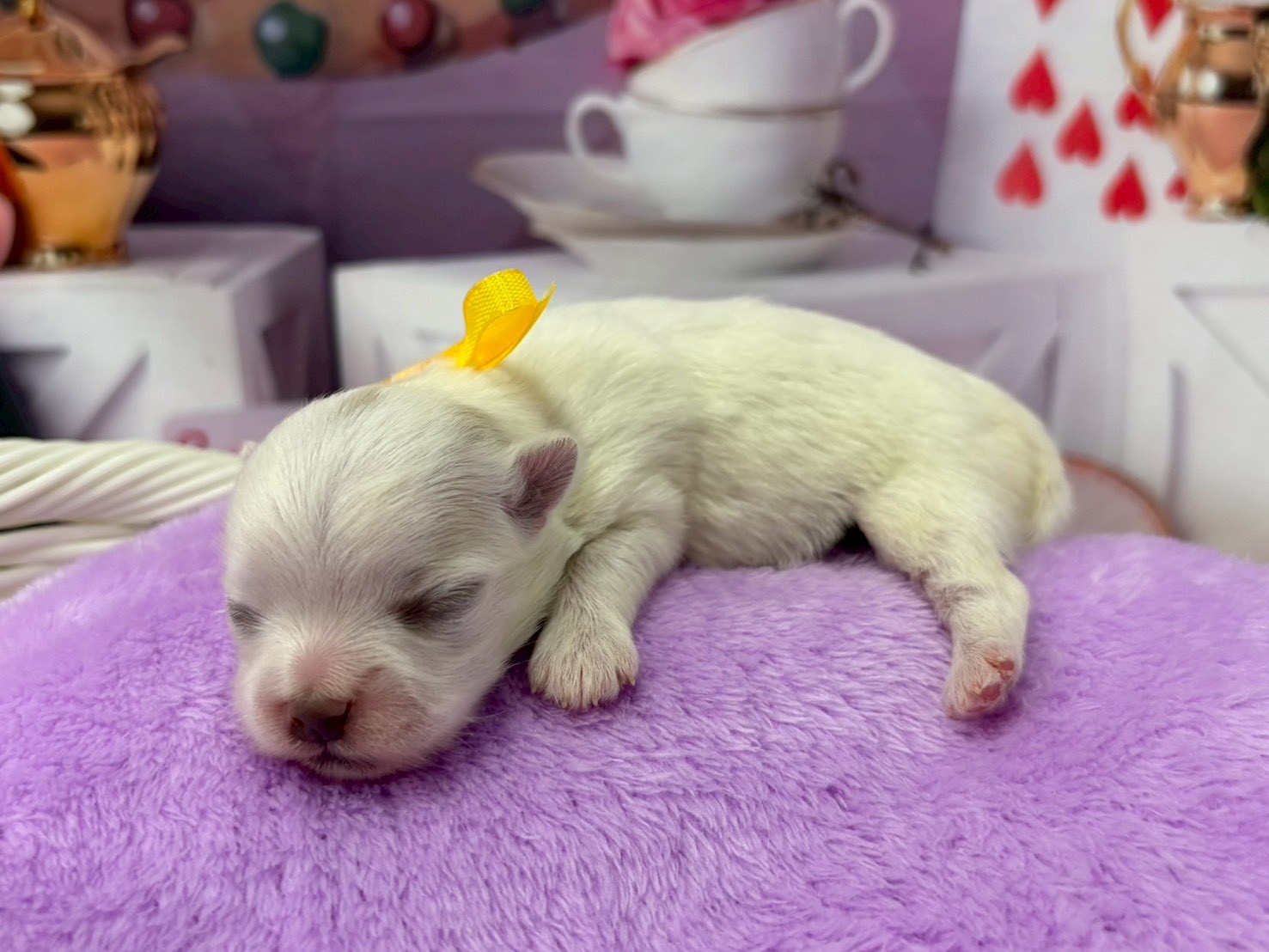 赤ちゃん写真1-2