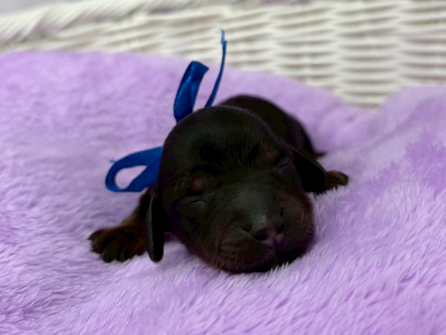 ミニチュア・ダックスフンド