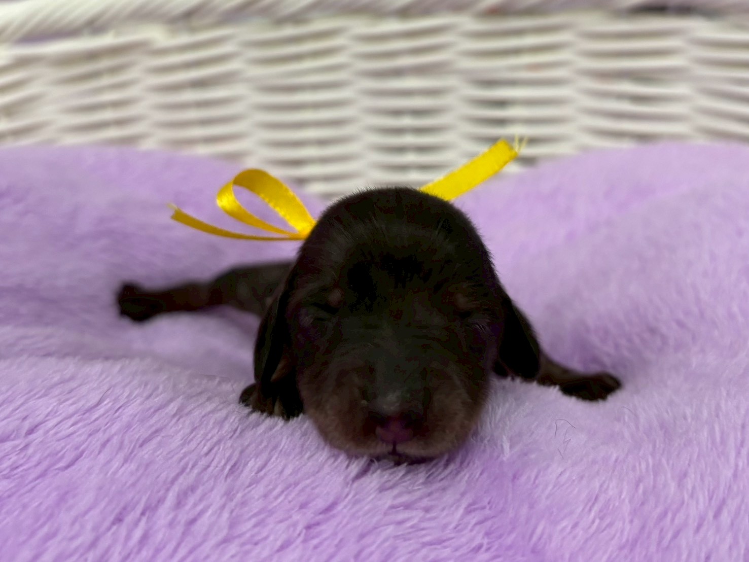 ミニチュア・ダックスフンド