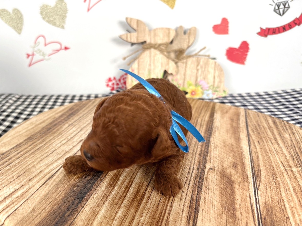 トイ・プードル