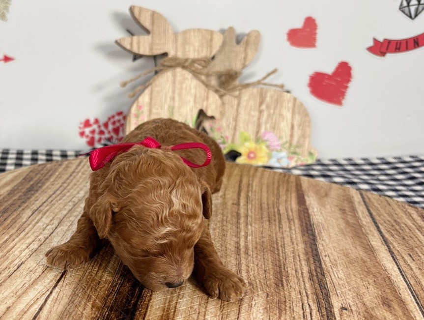 トイ・プードル