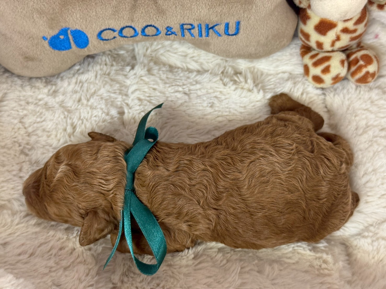 赤ちゃん写真1-2