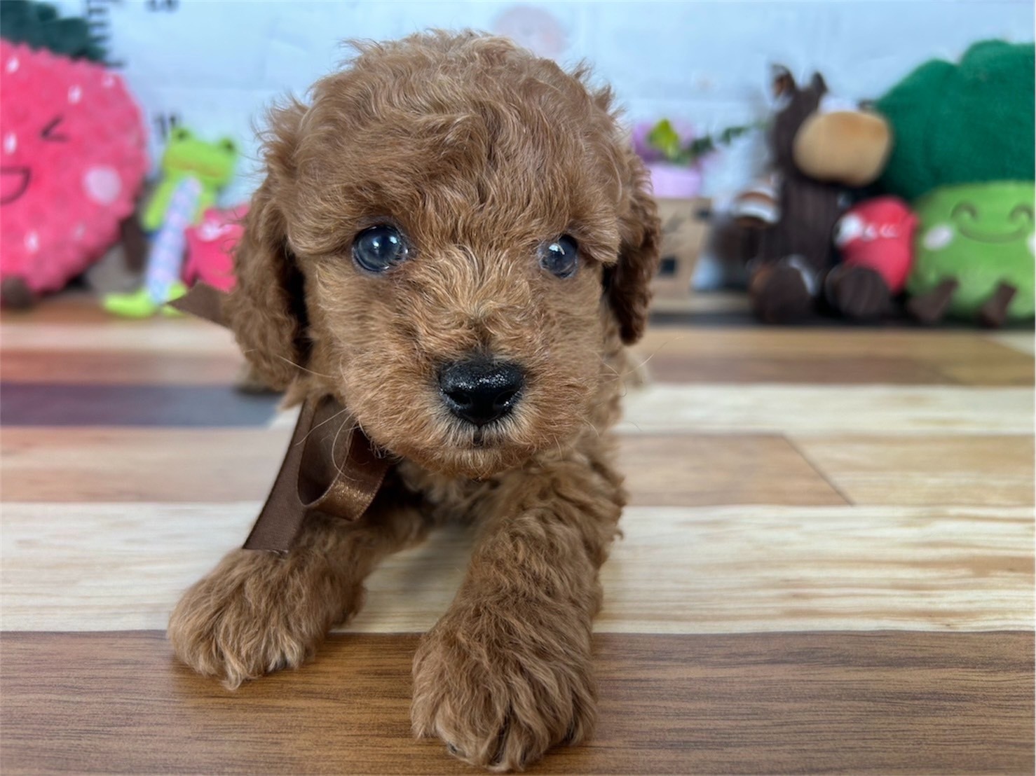 トイ・プードル