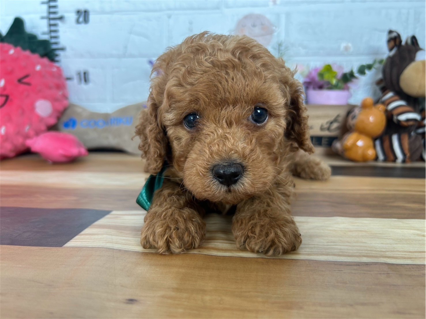 トイ・プードル